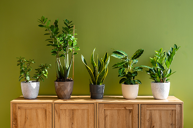 10 Best Indoor Plants for Delhi
