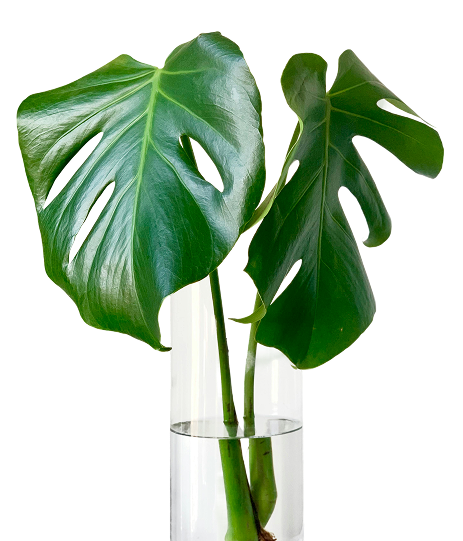 AI Plant Care Scan